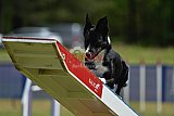 Canis donderdag