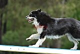 Canis donderdag