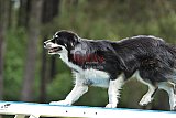 Canis donderdag