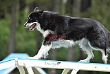 Canis donderdag
