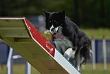 Canis donderdag