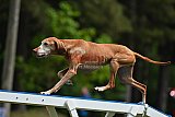 Canis donderdag