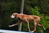 Canis donderdag