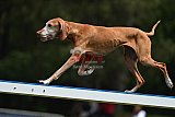 Canis donderdag