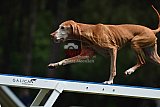 Canis donderdag