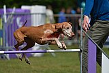 Canis donderdag