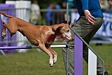 Canis donderdag