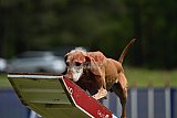 Canis donderdag