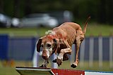 Canis donderdag