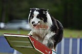Canis donderdag