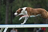 Canis donderdag