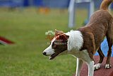 Canis donderdag