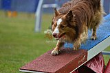 Canis donderdag