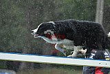Canis donderdag
