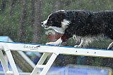 Canis donderdag