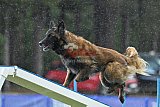 Canis donderdag