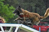 Canis donderdag