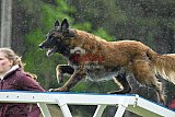 Canis donderdag