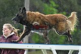 Canis donderdag