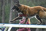 Canis donderdag