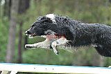 Canis donderdag