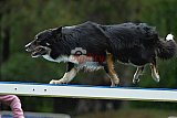 Canis donderdag