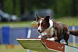 Canis donderdag