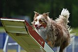 Canis donderdag