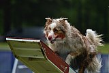 Canis donderdag