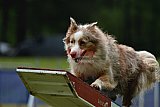 Canis donderdag