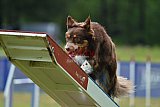 Canis donderdag