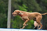 Canis donderdag
