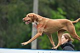 Canis donderdag