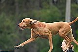 Canis donderdag