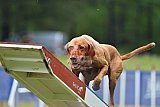 Canis donderdag