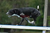 Canis donderdag