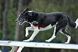 Canis donderdag