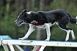 Canis donderdag