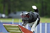 Canis donderdag