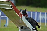 Canis donderdag