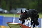 Canis donderdag