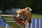 Canis donderdag