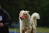 Canis donderdag
