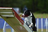 Canis donderdag