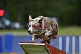Canis donderdag