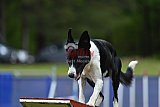 Canis donderdag