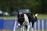 Canis donderdag