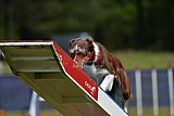 Canis donderdag