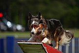 Canis donderdag