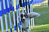 Canis zaterdag